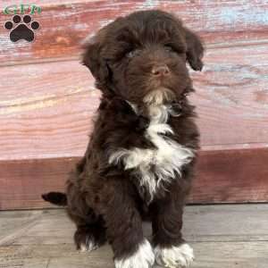 Cherry, Portuguese Water Dog Puppy