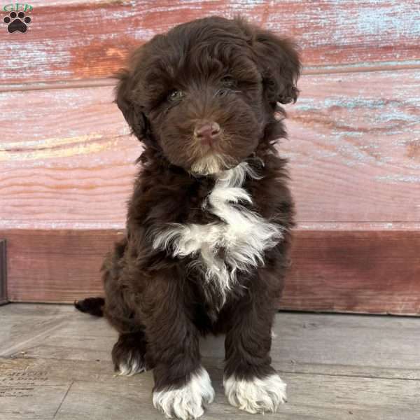 Cherry, Portuguese Water Dog Puppy