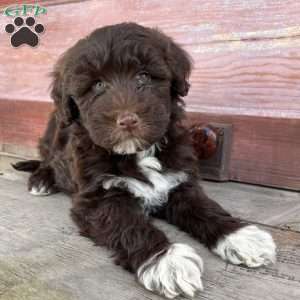 Cherry, Portuguese Water Dog Puppy