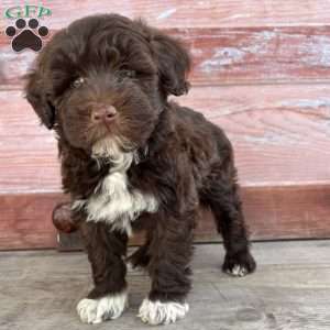 Cherry, Portuguese Water Dog Puppy