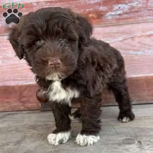 Cherry, Portuguese Water Dog Puppy
