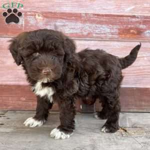 Cherry, Portuguese Water Dog Puppy