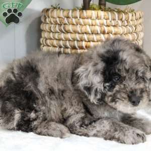 Michael, Portuguese Water Dog Mix Puppy