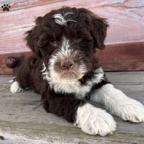 Nell, Portuguese Water Dog Puppy