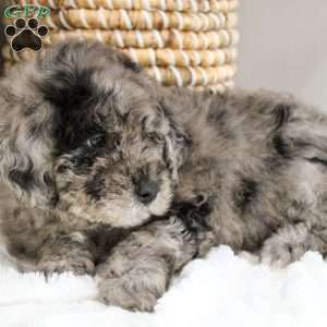 Michael, Portuguese Water Dog Mix Puppy