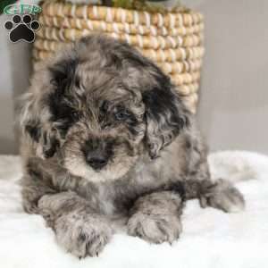 Michael, Portuguese Water Dog Mix Puppy