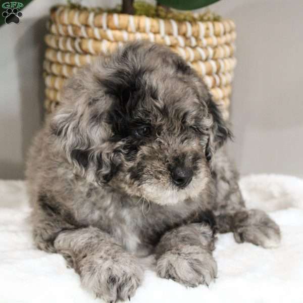 Michael, Portuguese Water Dog Mix Puppy