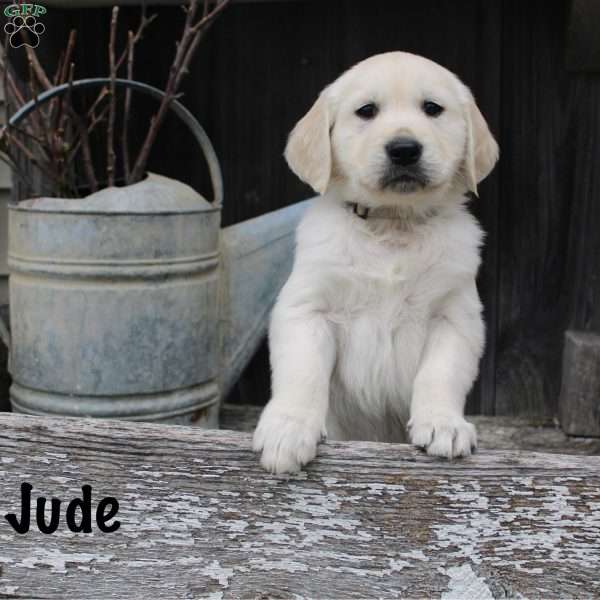 Jude, English Cream Golden Retriever Puppy
