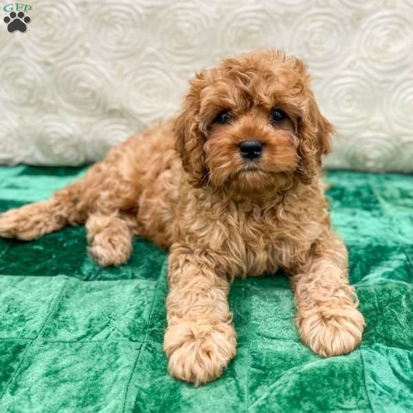 River, Cavapoo Puppy