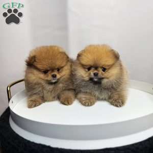 Tiny Princess, Pomeranian Puppy