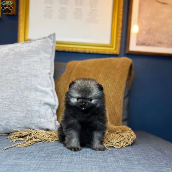 Tiny Prince, Pomeranian Puppy