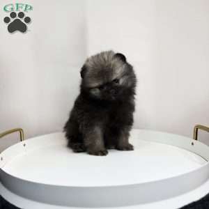 Tiny Prince, Pomeranian Puppy