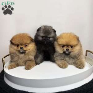 Tiny Prince, Pomeranian Puppy