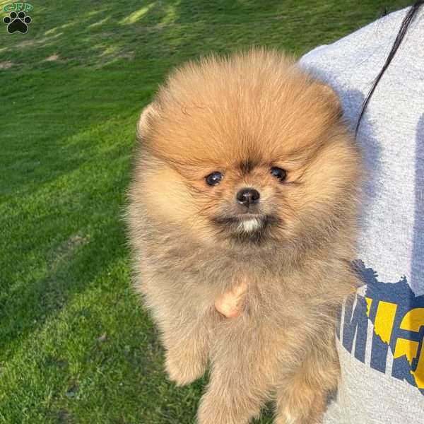 Tiny Princess, Pomeranian Puppy