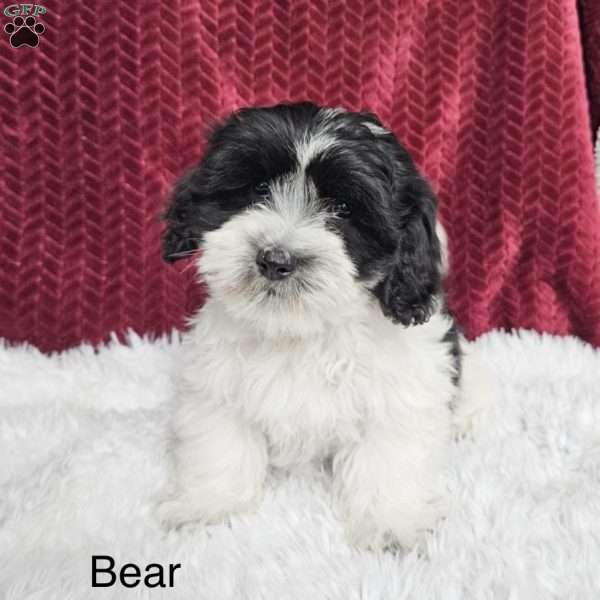 Bear, Teddy Bear Puppy