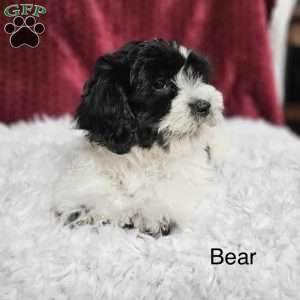 Bear, Teddy Bear Puppy