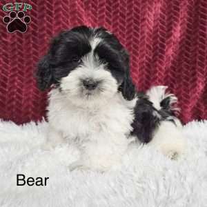 Bear, Teddy Bear Puppy