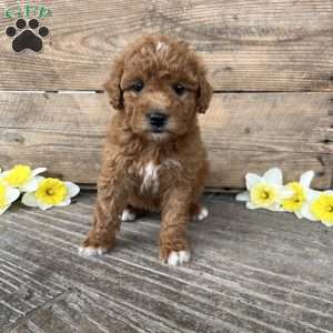 Caramel, Mini Goldendoodle Puppy