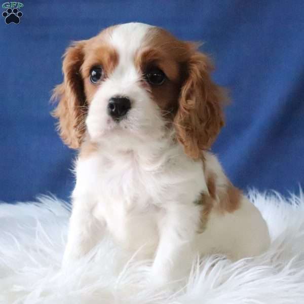 Maggie, Cavalier King Charles Spaniel Puppy