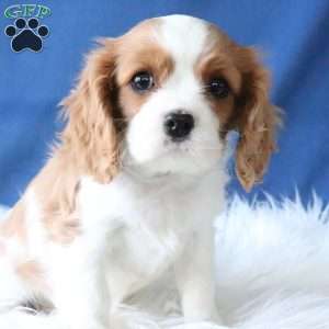 Maggie, Cavalier King Charles Spaniel Puppy