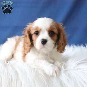 Penny, Cavalier King Charles Spaniel Puppy