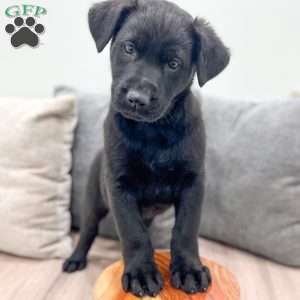 Tucker, German Shepherd Mix Puppy