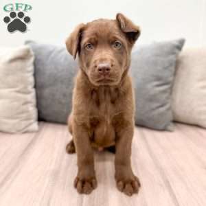 Theo, German Shepherd Mix Puppy
