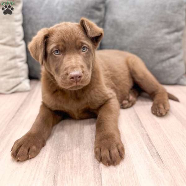 Theo, German Shepherd Mix Puppy