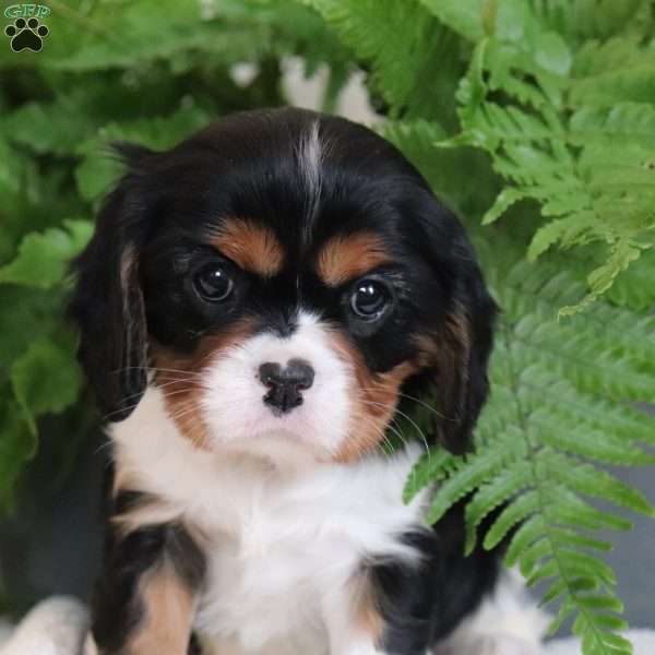Zada, Cavalier King Charles Spaniel Puppy