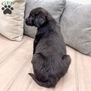 Mavin, German Shepherd Mix Puppy