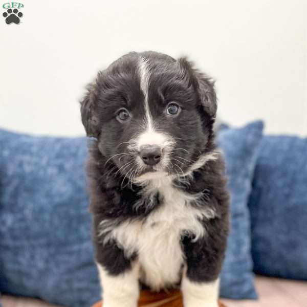 Fynn, Australian Shepherd Puppy