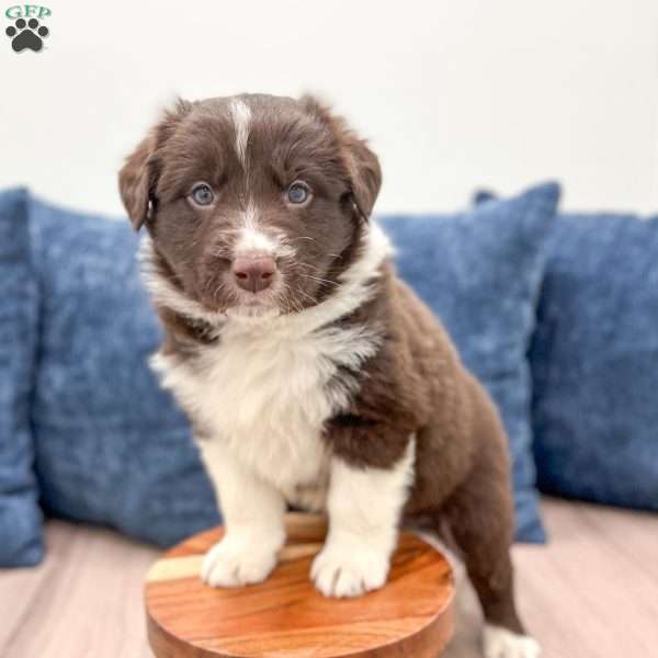 Luka, Australian Shepherd Puppy