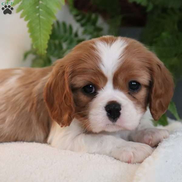 Zena, Cavalier King Charles Spaniel Puppy