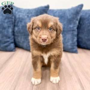 Gunner, Australian Shepherd Puppy