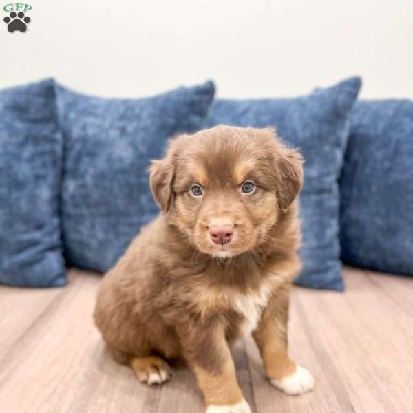 Gunner, Australian Shepherd Puppy