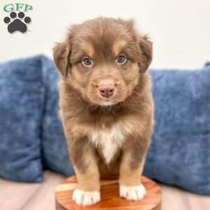 Gunner, Australian Shepherd Puppy