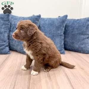 Chet, Australian Shepherd Puppy