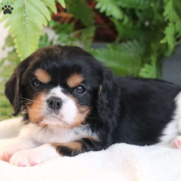 Zack, Cavalier King Charles Spaniel Puppy