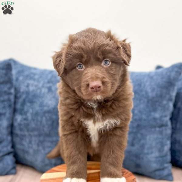 Chet, Australian Shepherd Puppy