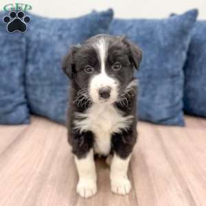 Juno, Australian Shepherd Puppy
