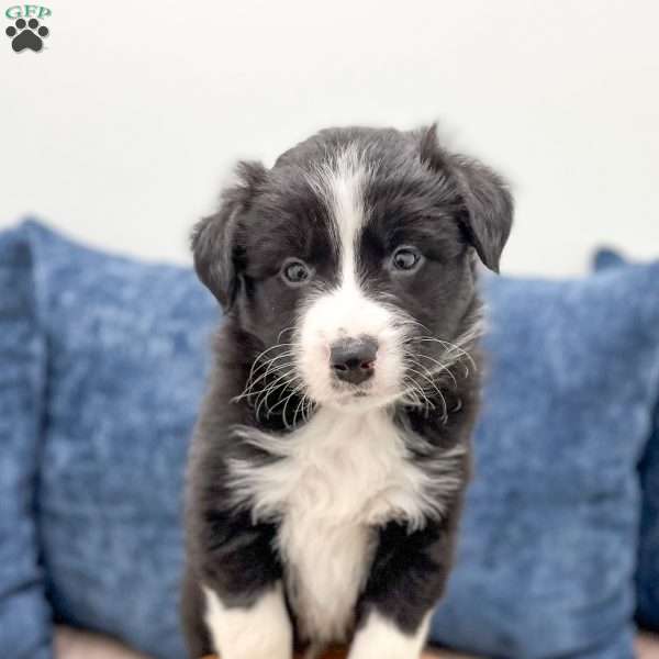 Juno, Australian Shepherd Puppy