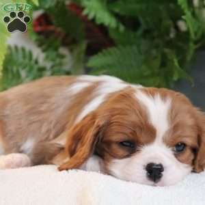 Zane, Cavalier King Charles Spaniel Puppy