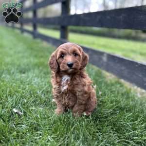 Lily, Mini Goldendoodle Puppy