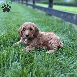 Lily, Mini Goldendoodle Puppy