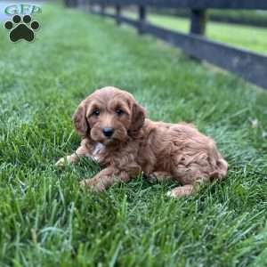 Lily, Mini Goldendoodle Puppy