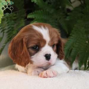 Zane, Cavalier King Charles Spaniel Puppy