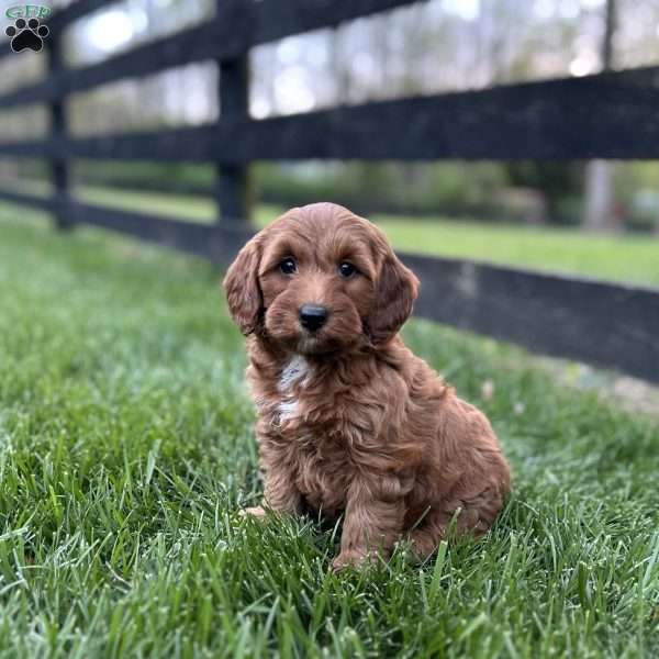 Lily, Mini Goldendoodle Puppy