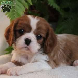 Zane, Cavalier King Charles Spaniel Puppy