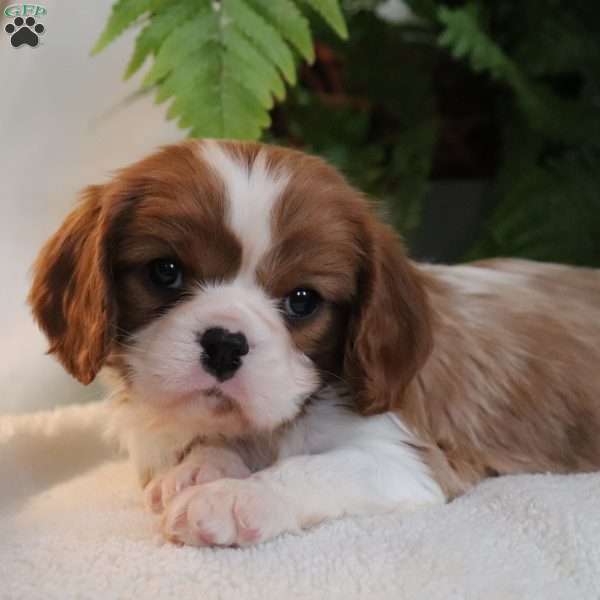 Zane, Cavalier King Charles Spaniel Puppy