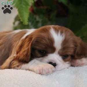 Zane, Cavalier King Charles Spaniel Puppy